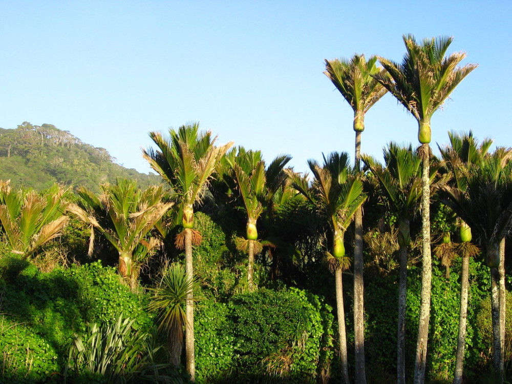 Nikau